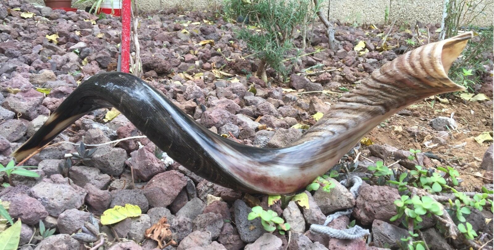 Yemenite Kudu Horn Shofar 28''-31 Kosher Made In Jerusalem ✡free Shipping✡ +gift